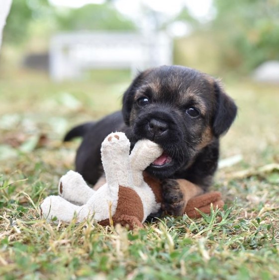 15 Pictures That Prove Border Terriers Are Perfect Weirdos 11
