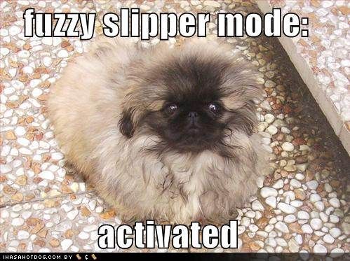 15 Funny Pekingese Memes To Make Your Day 11