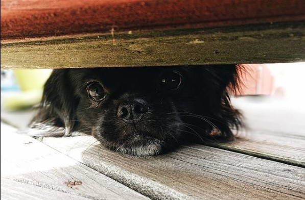 16 Pictures That Prove Tibetan Spaniels Are Perfect Weirdos 11 16 Pictures That Prove Tibetan Spaniels Are Perfect Weirdos 11