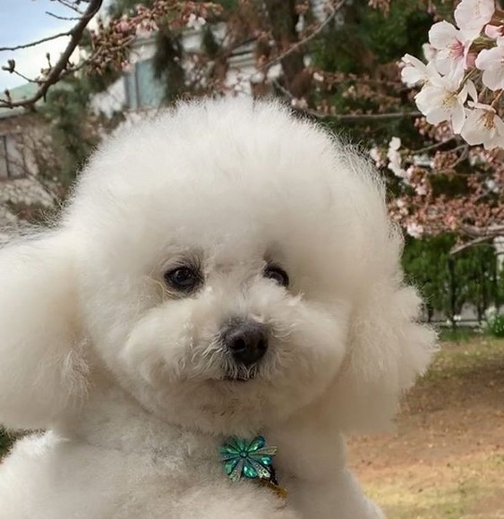 15 Pictures That Prove Bolognese Dogs Are Perfect Weirdos 11