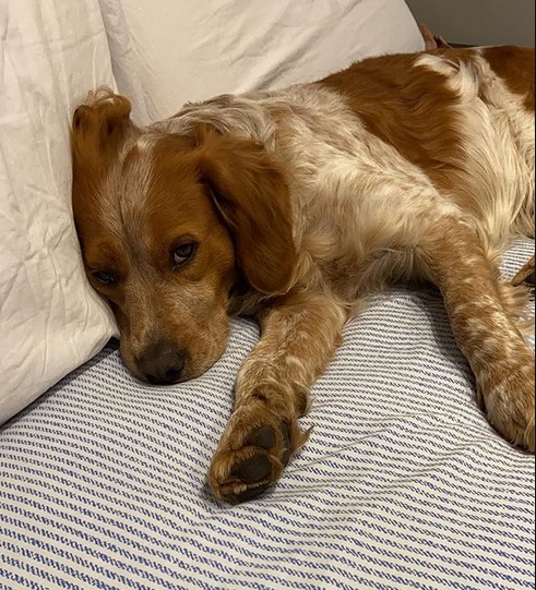 15 Pictures That Prove Brittany Spaniels Are Perfect Weirdos 11