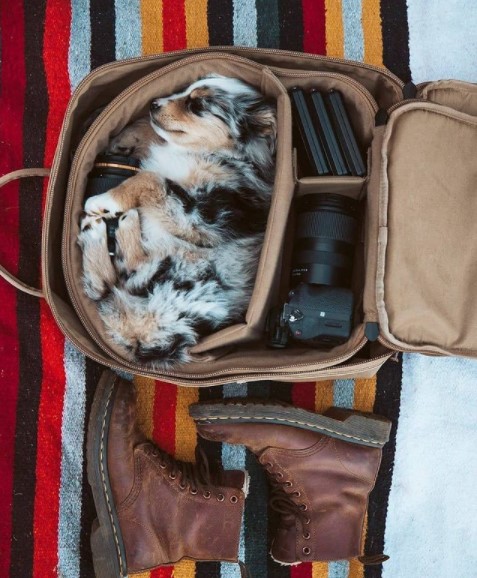 15 Pictures That Prove Australian Shepherds Are Perfect Weirdos 11