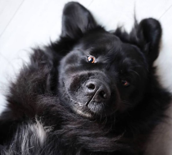 15 Pictures That Prove Newfoundlands Are Perfect Weirdos 11