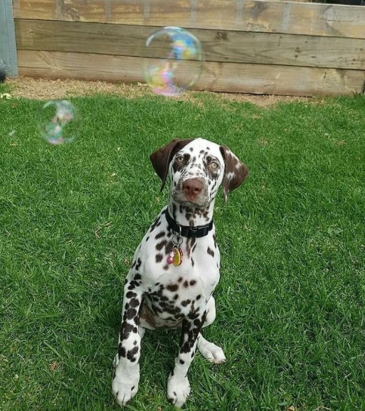 15 Pictures That Prove Dalmatians Are Perfect Weirdos 11