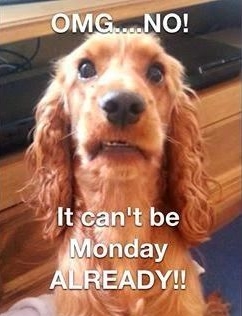 15 Funny Cocker Spaniel Memes To Make Your Day 11