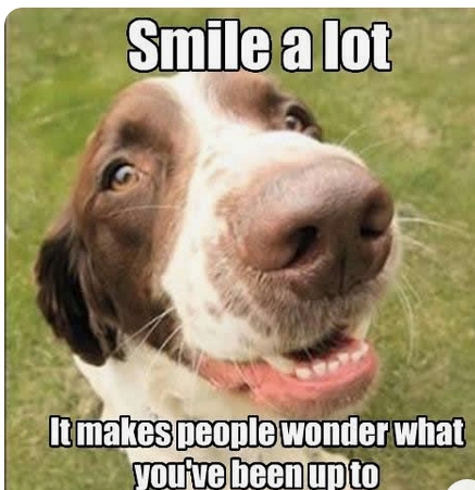 15 Funny Springer Spaniel Memes To Make Your Day 11 15 Funny Springer Spaniel Memes To Make Your Day 11