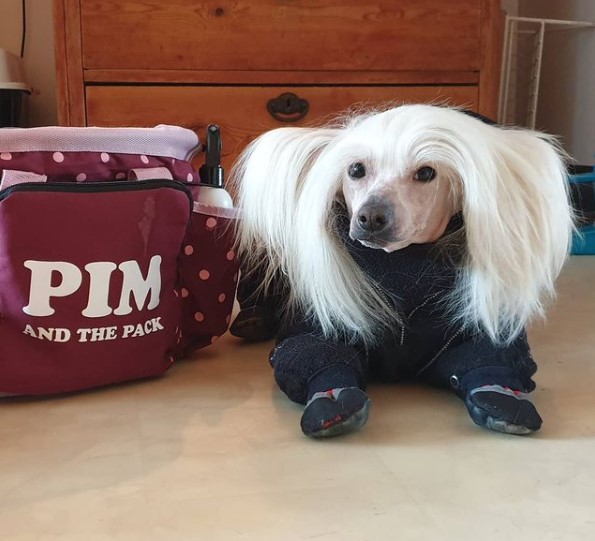 15 Pictures That Prove Chinese Crested Dogs Are Perfect Weirdos 11