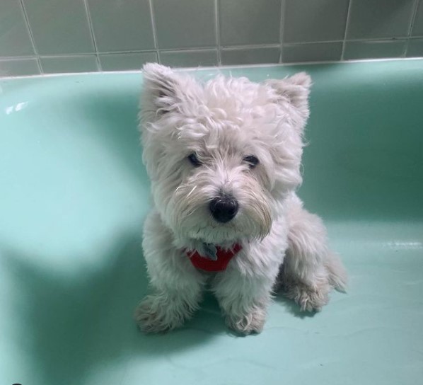 16 Pictures That Prove West Highland White Terriers Are Perfect Weirdos 11
