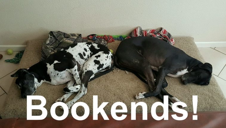 15 Funny Great Dane Memes To Make Your Day 11