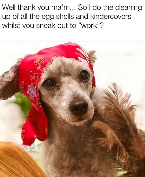 15 Funny Poodle Memes To Make Your Day 11