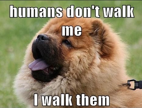 15 Funny Chow Chow Memes To Make Your Day 11 15 Funny Chow Chow Memes To Make Your Day 11