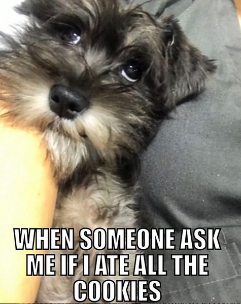 15 Funny Schnauzer Memes To Make Your Day 11