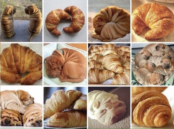 15 Funny Shar-Pei Memes To Make Your Day 11