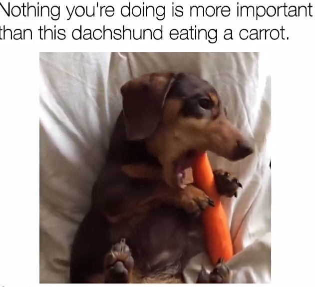 15 Funny Dachshund Memes To Make Your Day 11