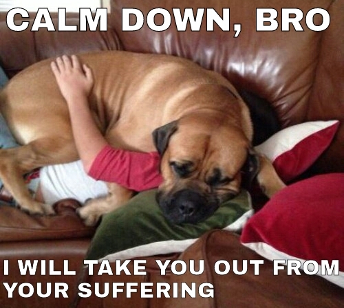 15 Funny Mastiff Memes To Make Your Day 9