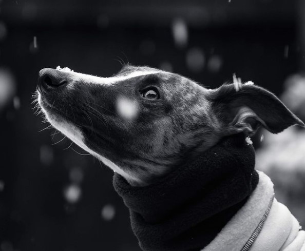 15 Pictures That Prove Greyhounds Are Perfect Weirdos 9