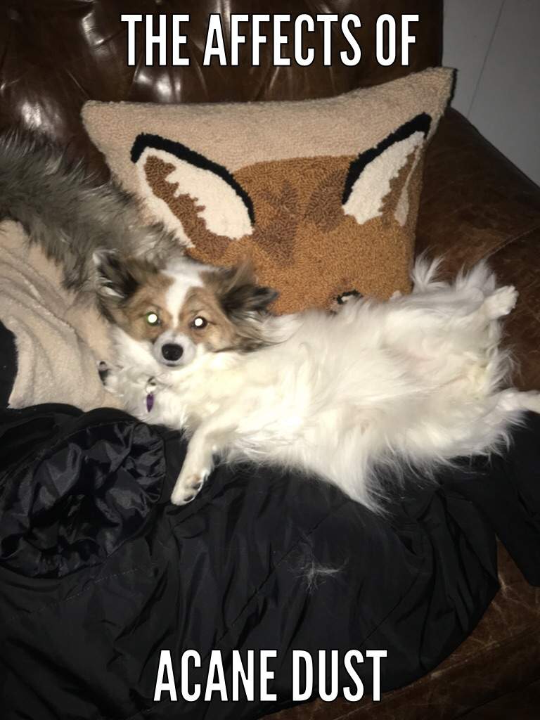 15 Funny Papillon Memes To Make Your Day 9