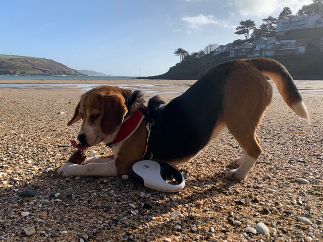 15 Things Only Beagle Owners Will Understand 9