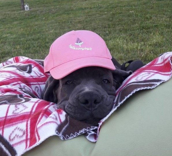 16 Pictures That Prove Cani Corsi Are Perfect Weirdos 11