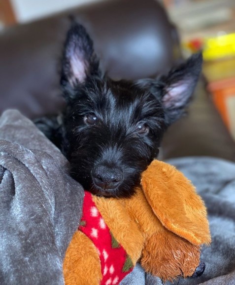 15 Pictures That Prove Scottish Terriers Are Perfect Weirdos 9