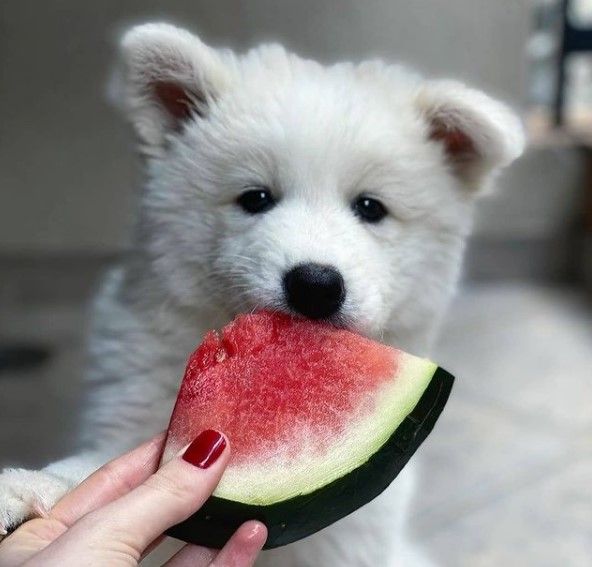 16 Pictures That Prove Samoyeds Are Perfect Weirdos 9
