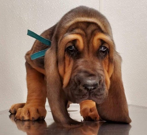 15 Pictures That Prove Bloodhounds Are Perfect Weirdos 9