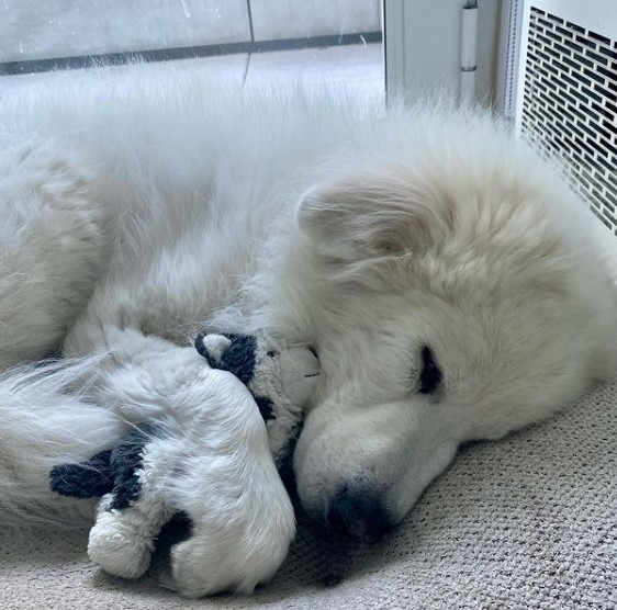 15 Pictures That Prove Great Pyrenees Are Perfect Weirdos 9
