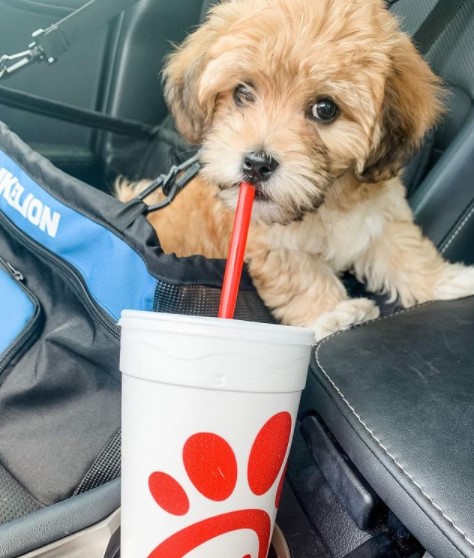 15 Pictures That Prove Havanese Dogs Are Perfect Weirdos 9