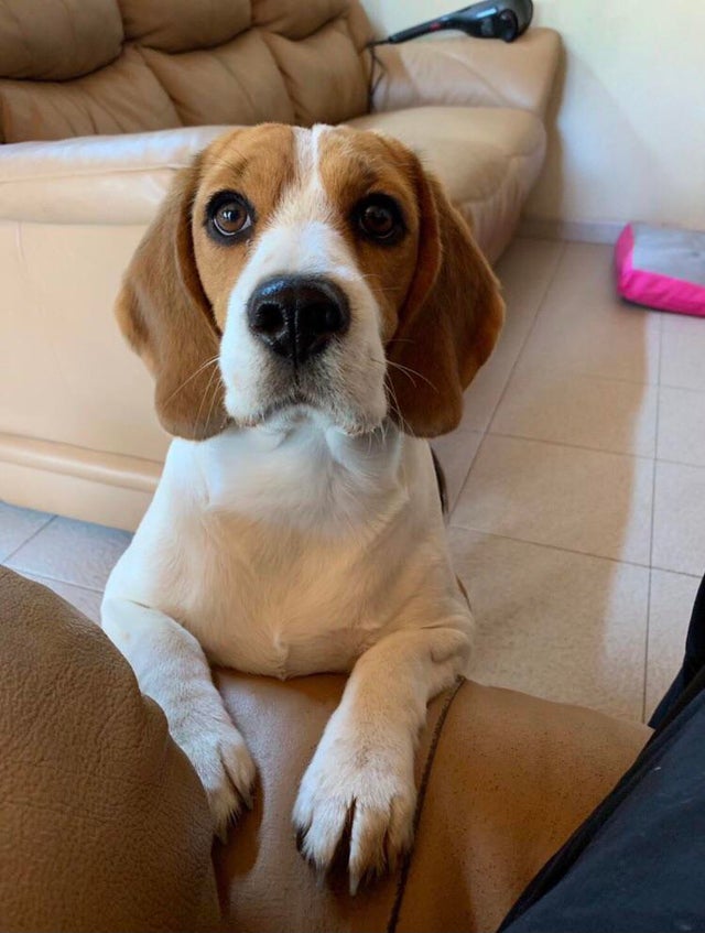 15 Realities That New Beagle Owners Must Accept 9