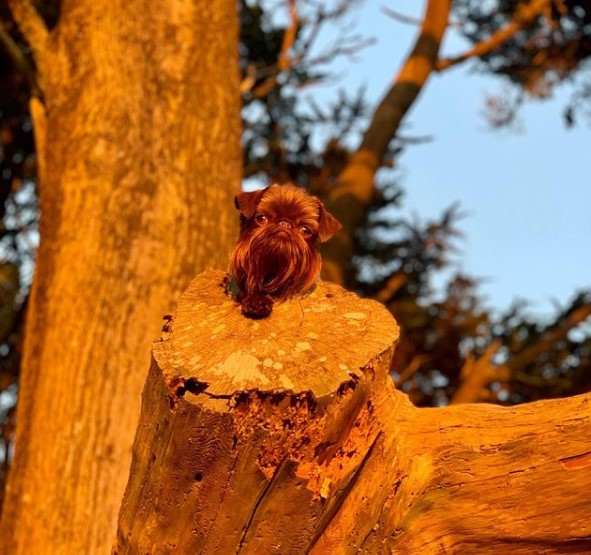 15 Pictures That Prove Brussels Griffons Are Perfect Weirdos 11