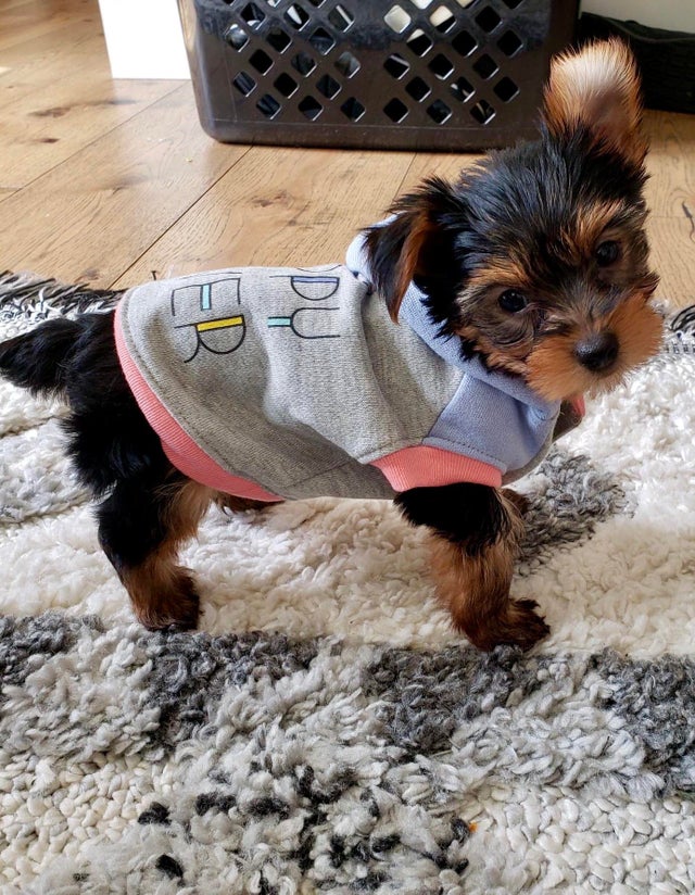 15 Realities That New Yorkie Owners Must Accept 9