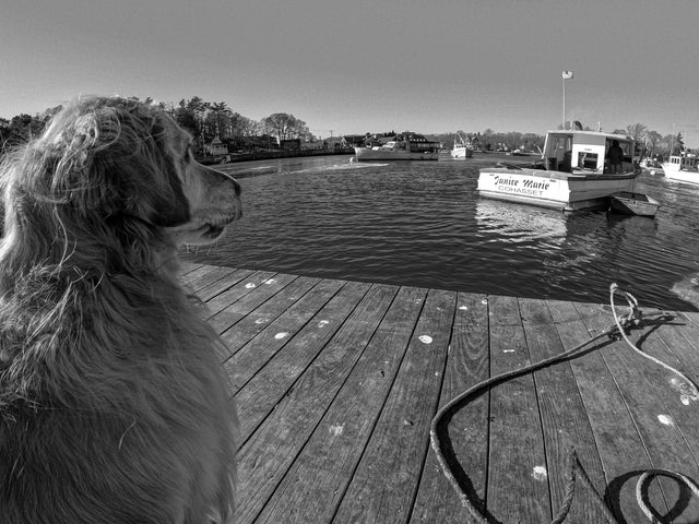 15 Realities That New Golden Retriever Owners Must Accept 9