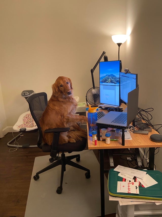 15 Things Only Golden Retriever Owners Will Understand 9