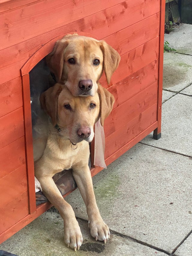 15 Things Only Labrador Owners Will Understand 9