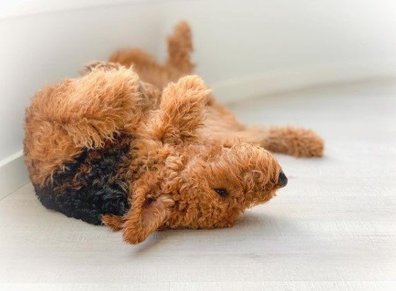 15 Pictures That Prove Airedale Terriers Are Perfect Weirdos 9