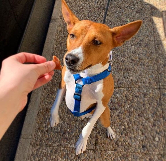 15 Pictures That Prove Basenjis Are Perfect Weirdos 9