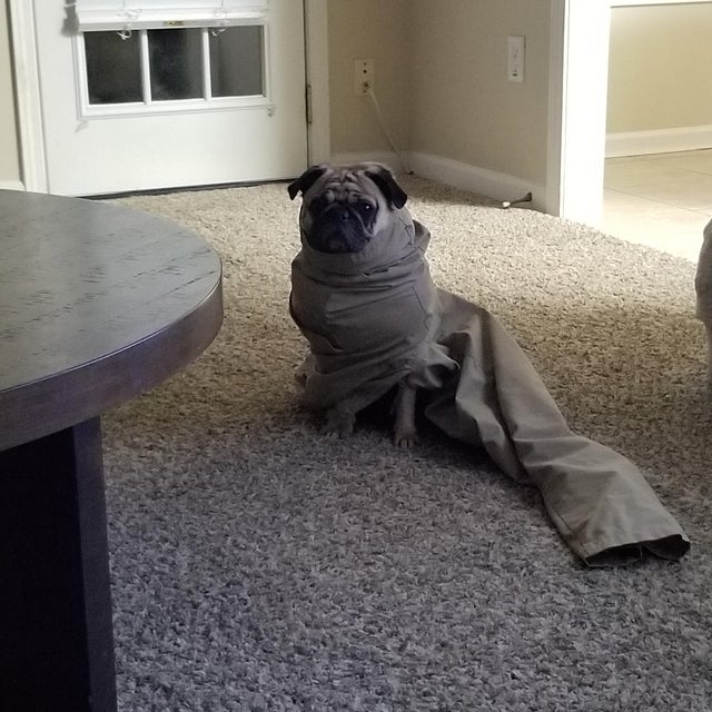 15 Realities That New Pug Owners Must Accept 9
