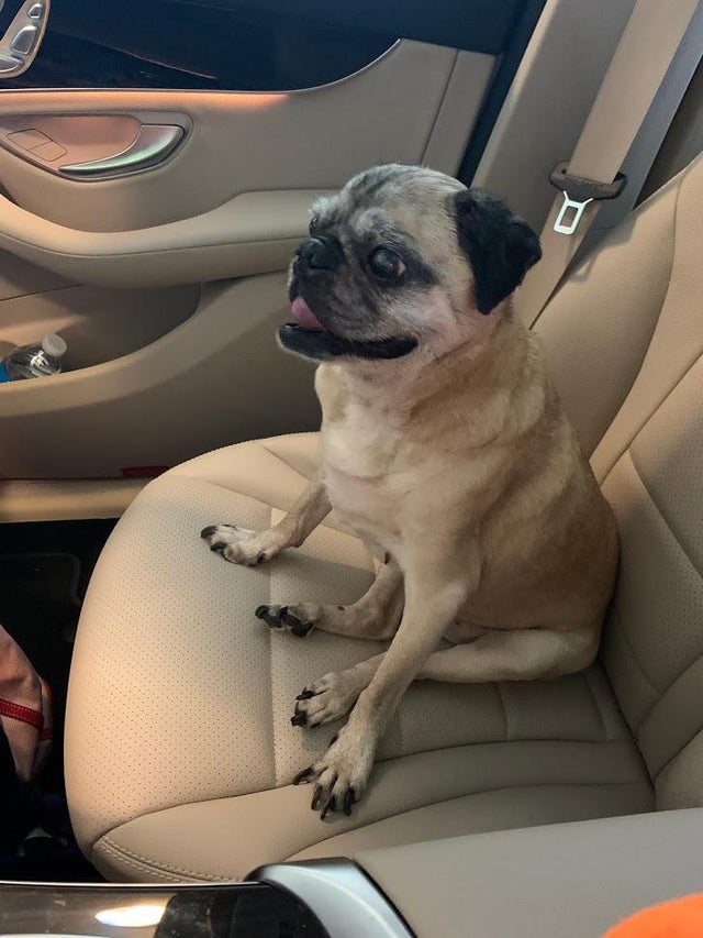 15 Things Only Pug Owners Will Understand 9