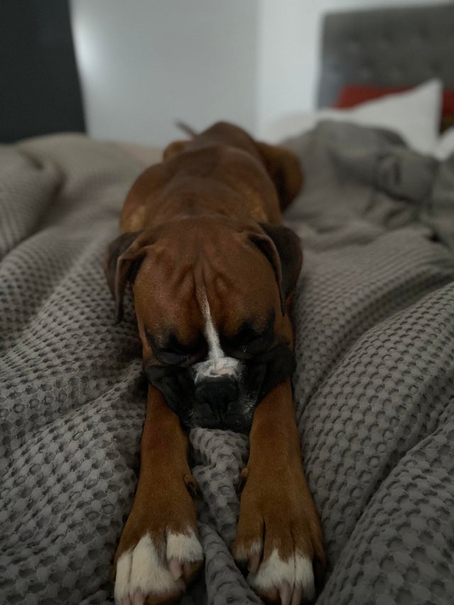 15 Things Only Boxer Owners Will Understand 9