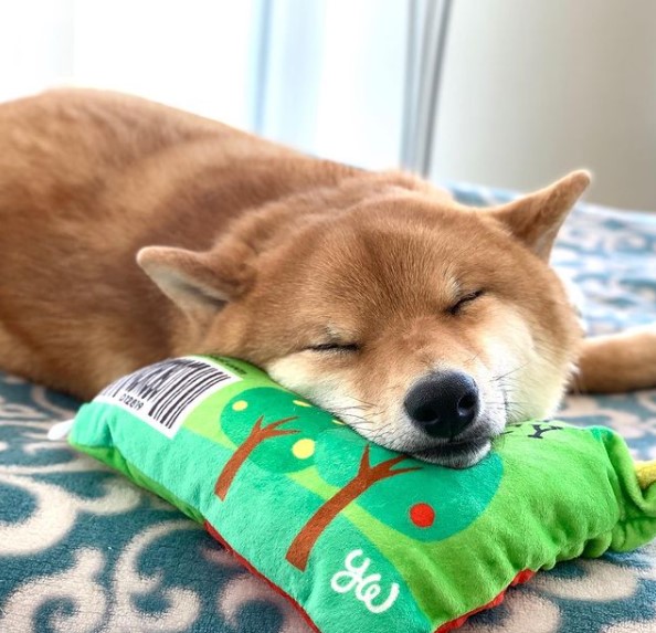 15 Pictures That Prove Shiba Inu Are Perfect Weirdos 9