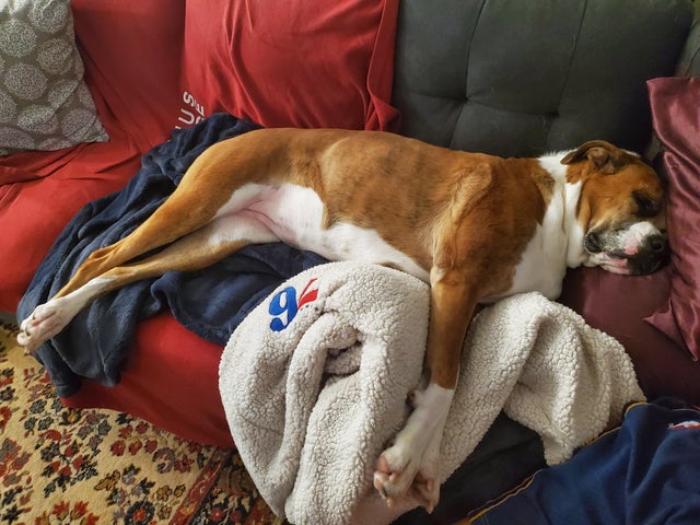 15 Realities That New Boxer Owners Must Accept 9