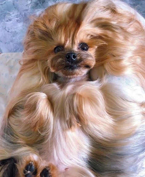 16 Pictures That Prove Yorkies Are Perfect Weirdos 9
