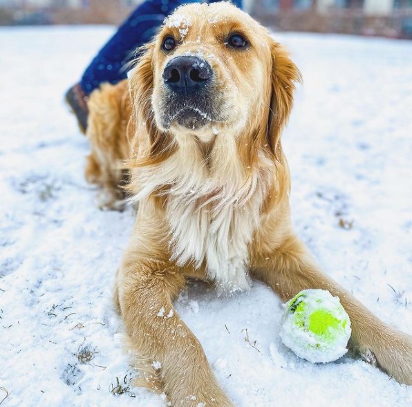 15 Pictures That Prove Golden Retrievers Are Perfect Weirdos 9