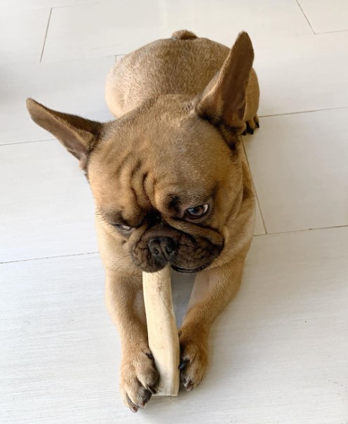 16 Pictures That Prove French Bulldogs Are Perfect Weirdos 11