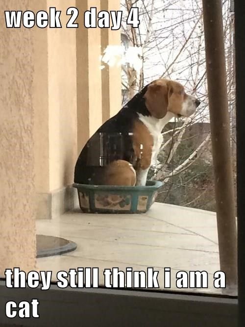 15 Funny Beagle Memes To Make Your Day 9