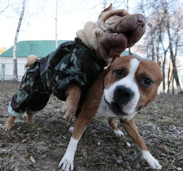 15 Pictures That Prove Shar Peis Are Perfect Weirdos 9