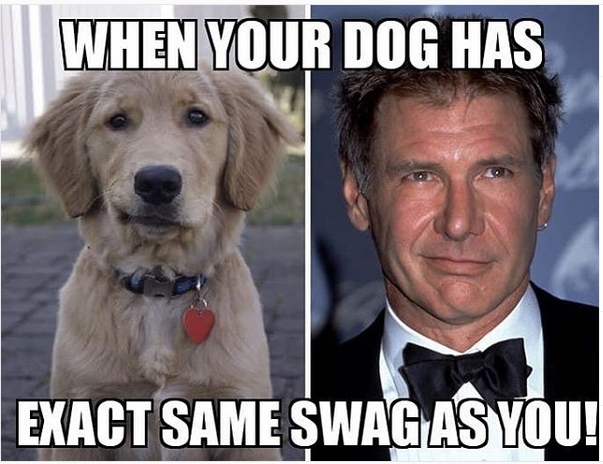 15 Funny Labrador Memes To Make Your Day 9 15 Funny Labrador Memes To Make Your Day 9