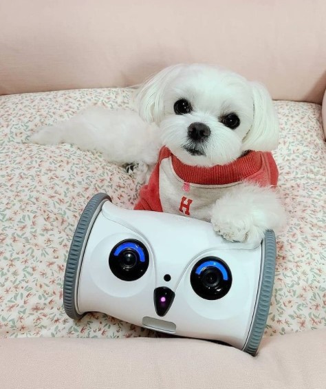 15 Pictures That Prove Bichon Frises Are Perfect Weirdos 9