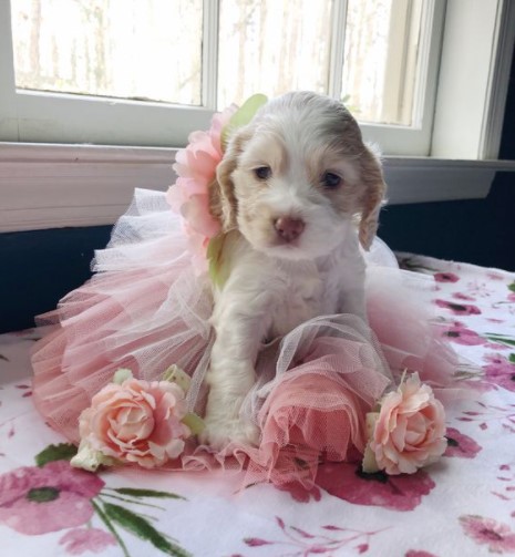 15 Pictures That Prove Cocker Spaniels Are Perfect Weirdos 10