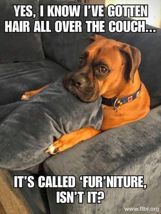 15 Funny Boxer Memes To Make Your Day 9